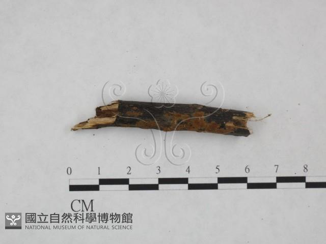 刺革菌屬藏品圖，第3張