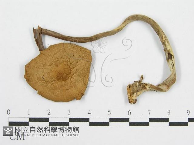 登錄號:F0004886藏品圖，第3張