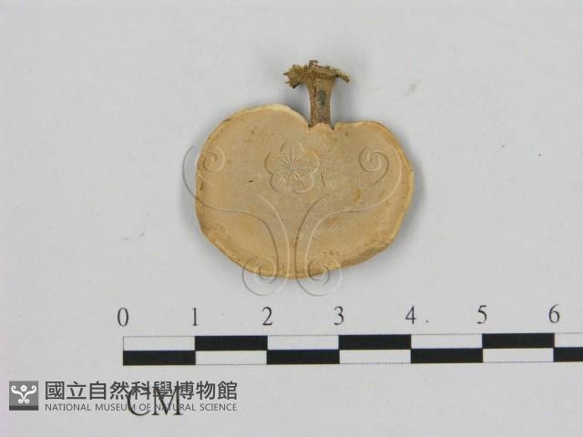 相鄰小孔菌藏品圖，第3張