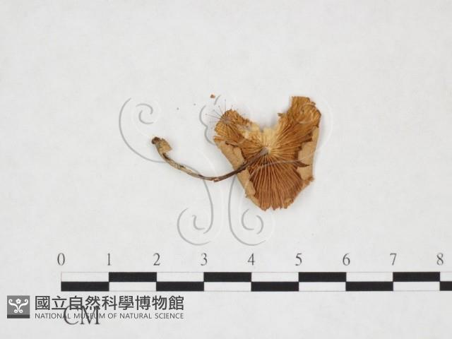 登錄號:F0025886藏品圖，第3張