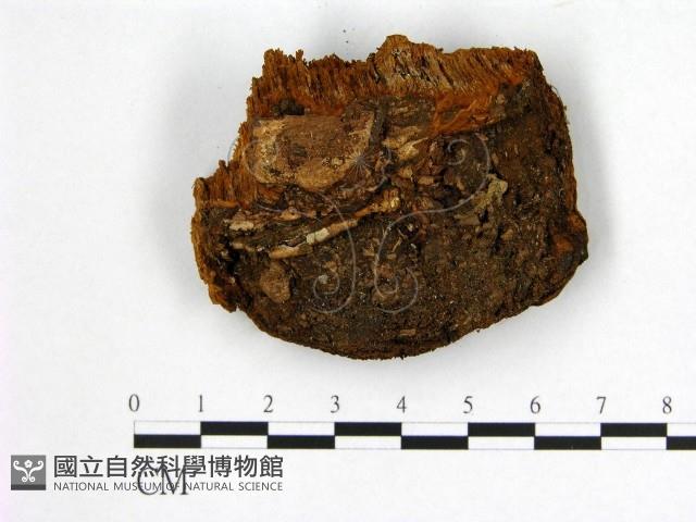 登錄號:F0005886藏品圖，第3張