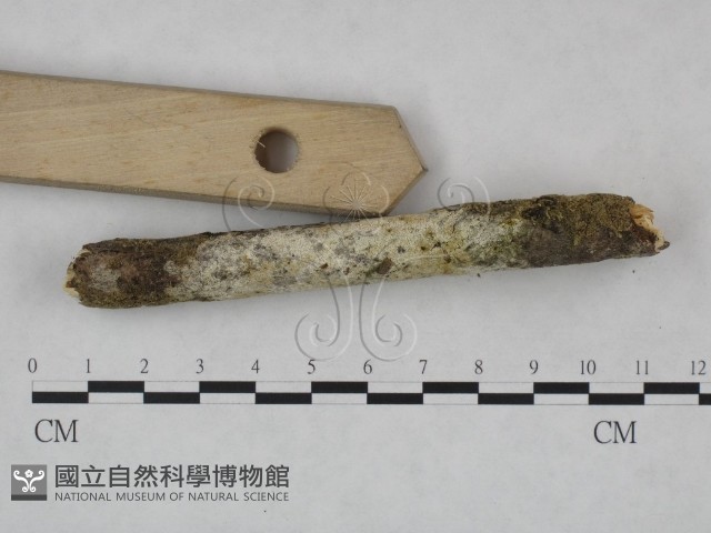 登錄號:F0023886藏品圖，第3張