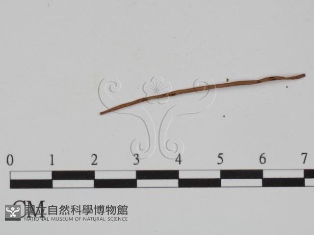 登錄號:F0018986藏品圖，第3張