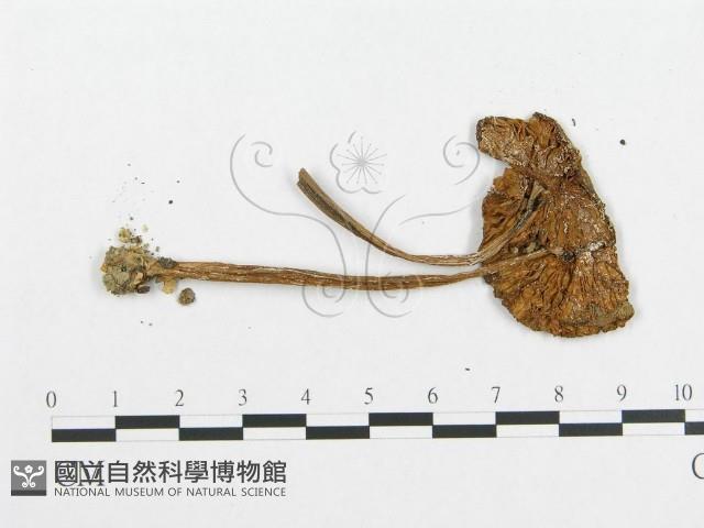 登錄號:F0010986藏品圖，第3張