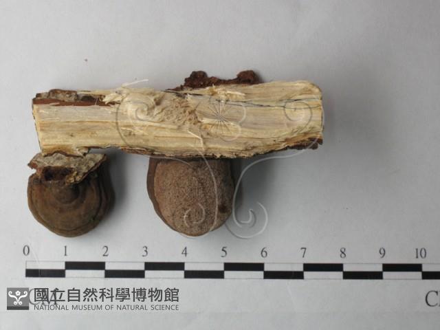 登錄號:F0026986藏品圖，第3張