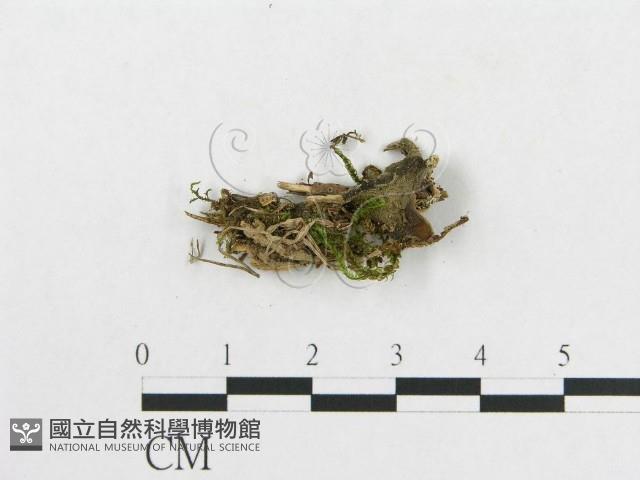 登錄號:F0016986藏品圖，第3張