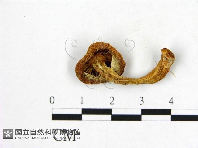 登錄號:F0021986藏品圖，第3張