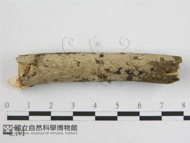 登錄號:F0011986藏品圖，第3張
