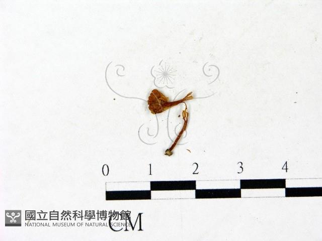 登錄號:F0022986藏品圖，第3張