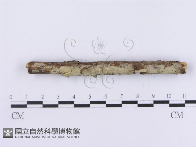 登錄號:F0002986藏品圖，第3張