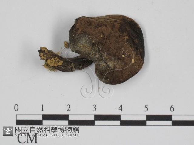 登錄號:F0012986藏品圖，第3張