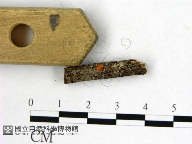 登錄號:F0007986藏品圖，第3張