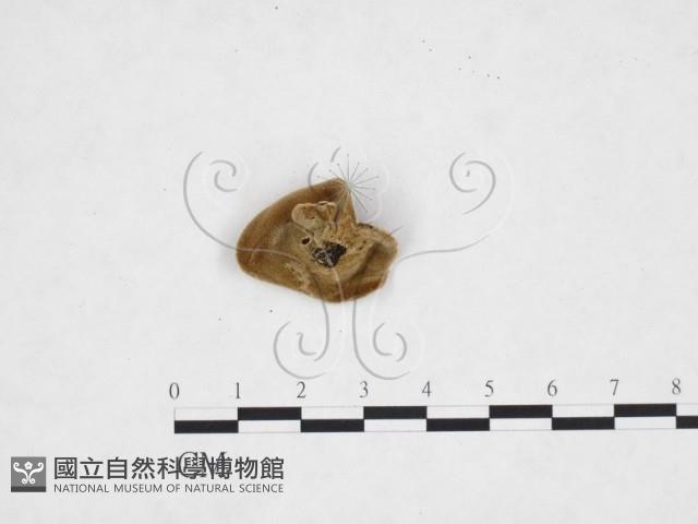 毛木耳藏品圖，第3張