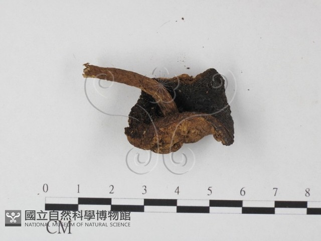 登錄號:F0009986藏品圖，第3張