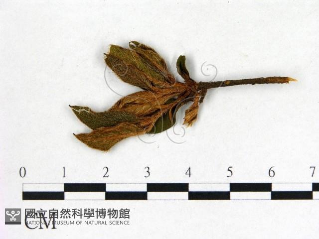 登錄號:F0020686藏品圖，第3張