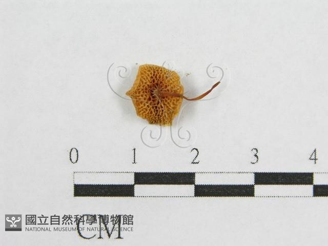 登錄號:F0010686藏品圖，第3張