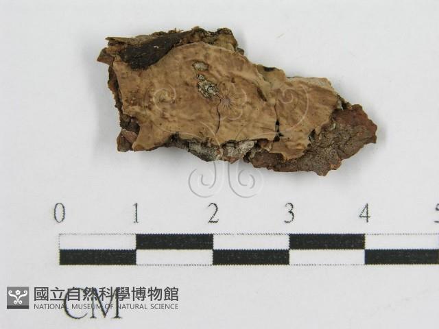 登錄號:F0016686藏品圖，第3張