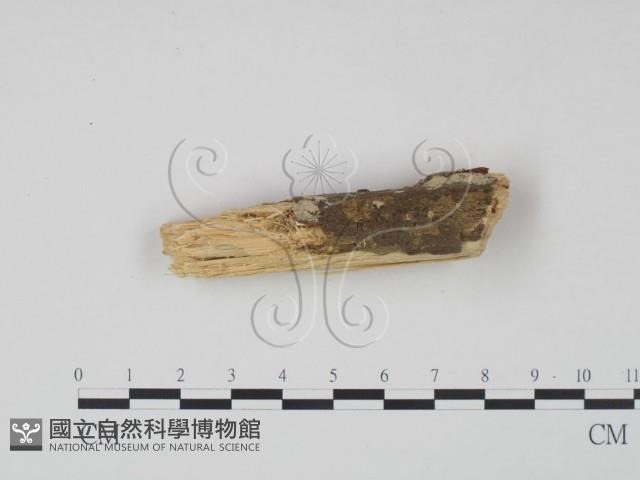 登錄號:F0021686藏品圖，第3張