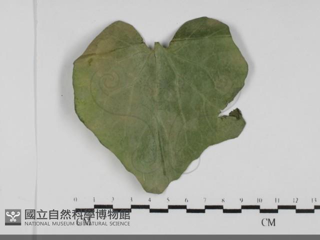 登錄號:F0031686藏品圖，第3張
