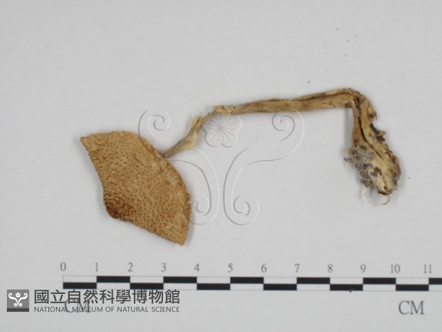 登錄號:F0024686藏品圖，第3張