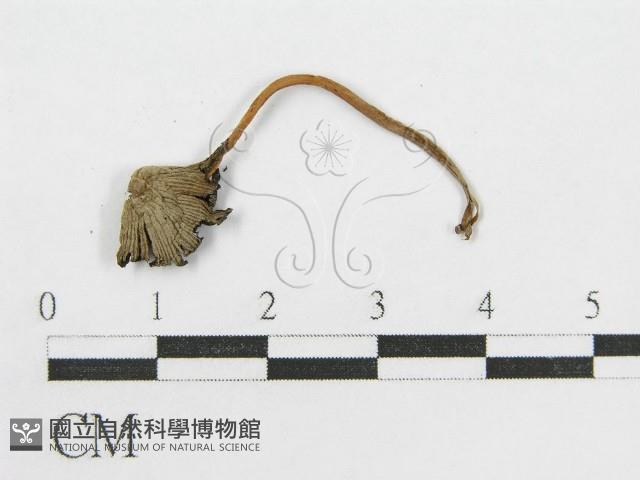 登錄號:F0002686藏品圖，第3張