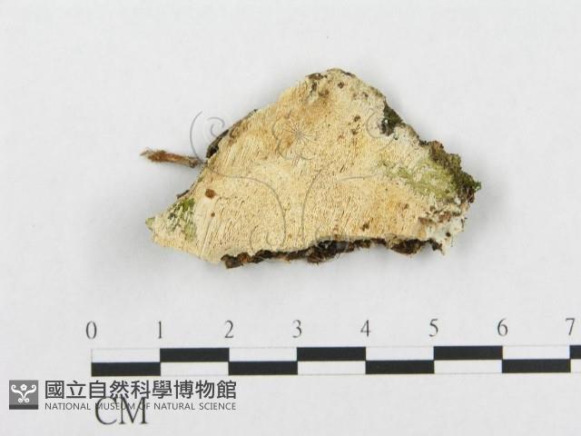 登錄號:F0017686藏品圖，第1張