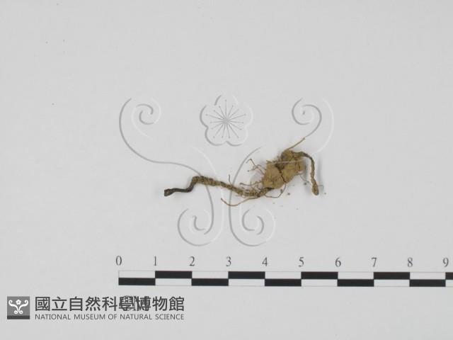 炭角菌屬藏品圖，第3張
