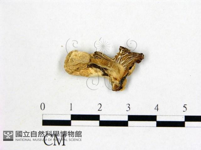 登錄號:F0009686藏品圖，第3張