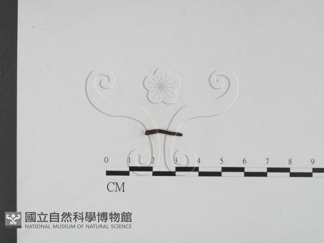 登錄號:F0019686藏品圖，第3張