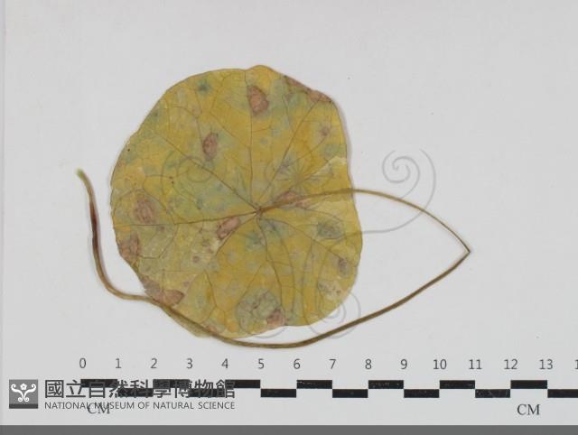 登錄號:F0033686藏品圖，第3張