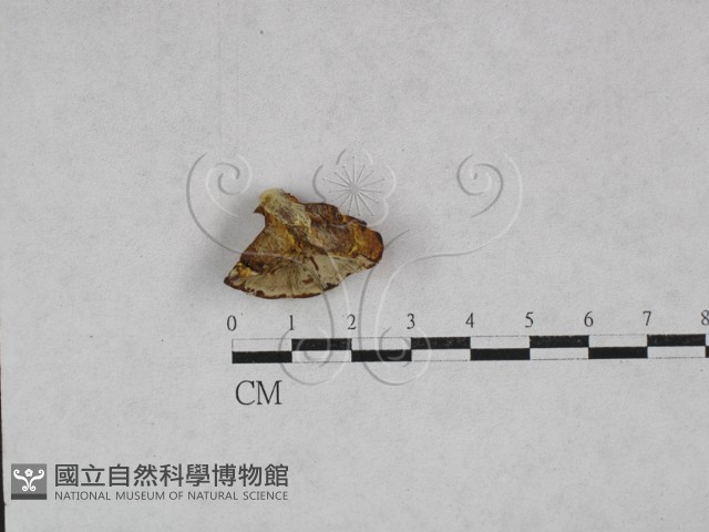 葉孔菌屬藏品圖，第1張