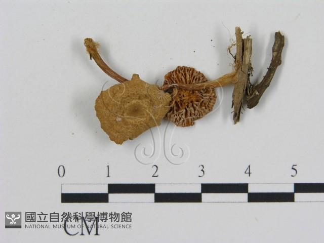 登錄號:F0008486藏品圖，第3張