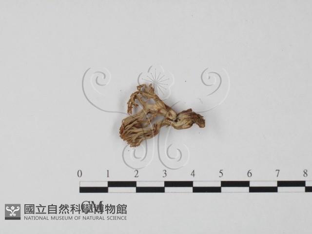 登錄號:F0020486藏品圖，第3張