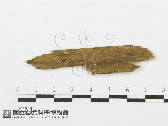 館號:F0000486藏品圖，第1張