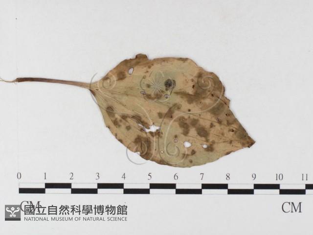 登錄號:F0026486藏品圖，第1張