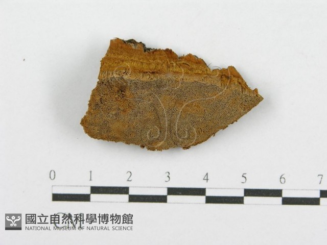 登錄號:F0016486藏品圖，第1張