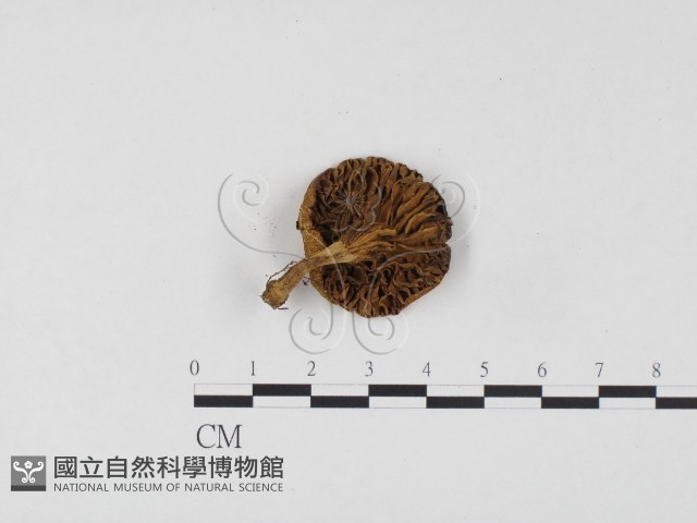 登錄號:F0024486藏品圖，第3張