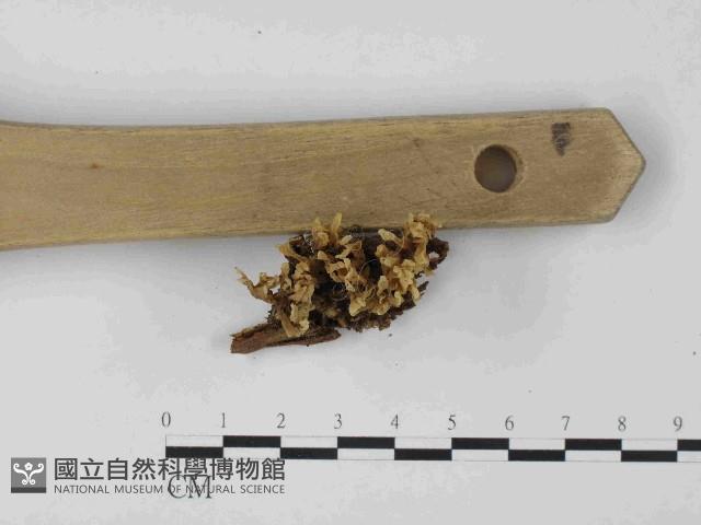 銀耳屬藏品圖，第3張