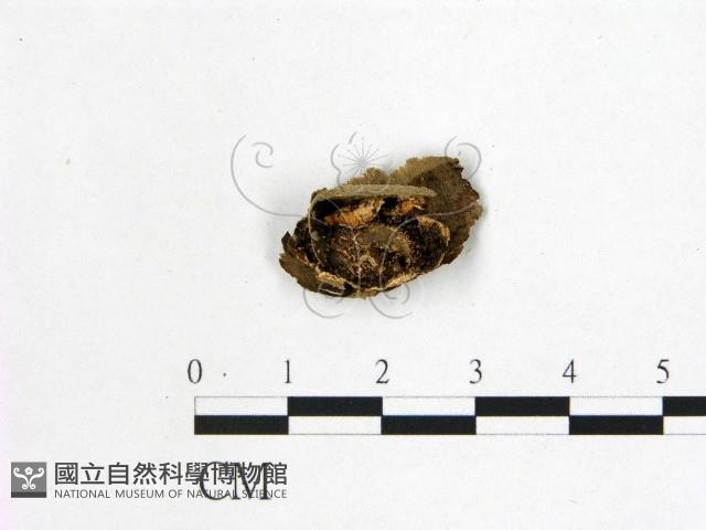 射脈菌屬藏品圖，第3張