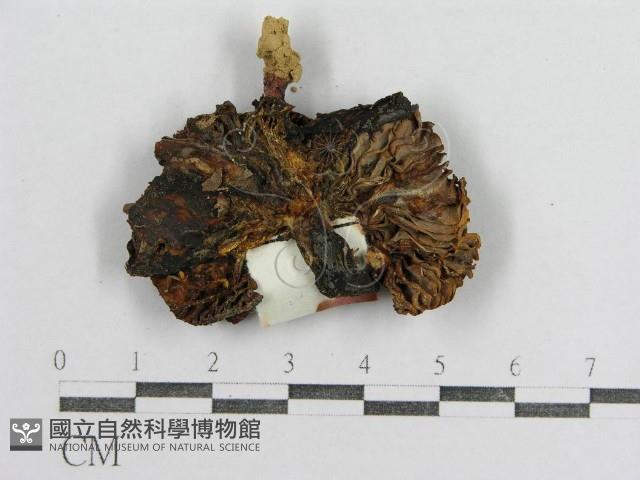 紅菇屬藏品圖，第3張
