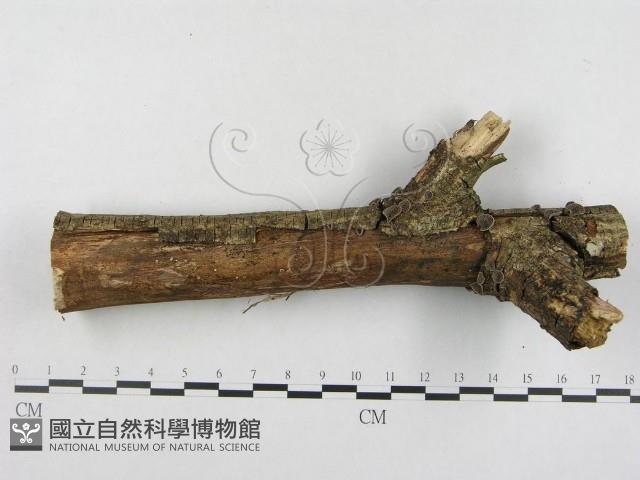 登錄號:F0007486藏品圖，第3張