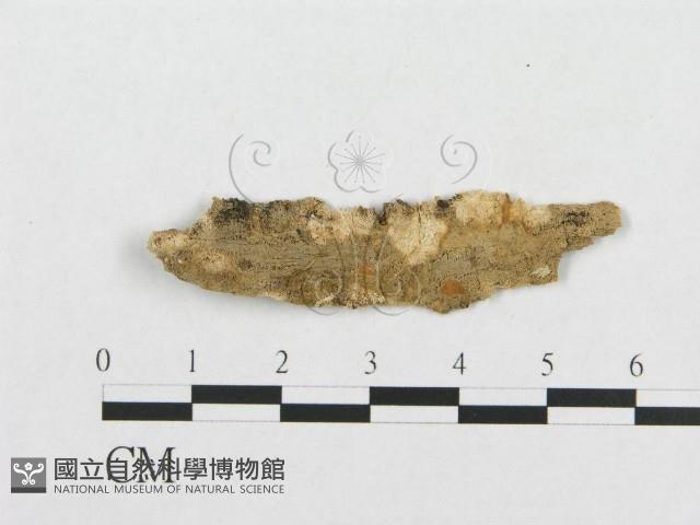 登錄號:F0017486藏品圖，第1張