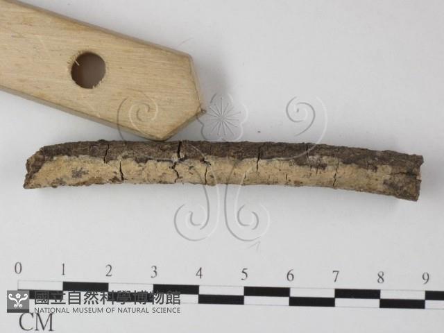 登錄號:F0025486藏品圖，第3張