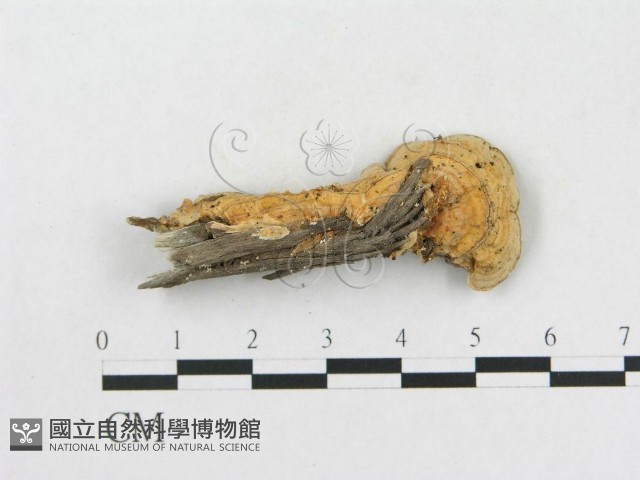 登錄號:F0015486藏品圖，第3張
