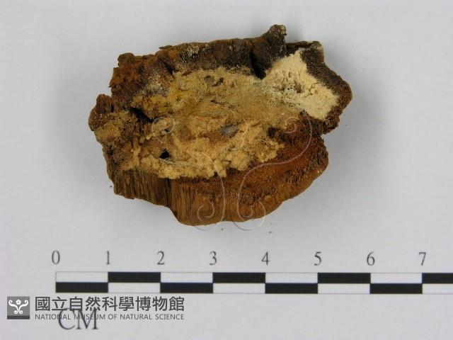 登錄號:F0009486藏品圖，第3張