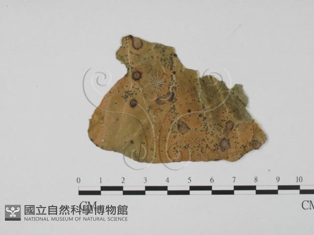 登錄號:F0019486藏品圖，第3張