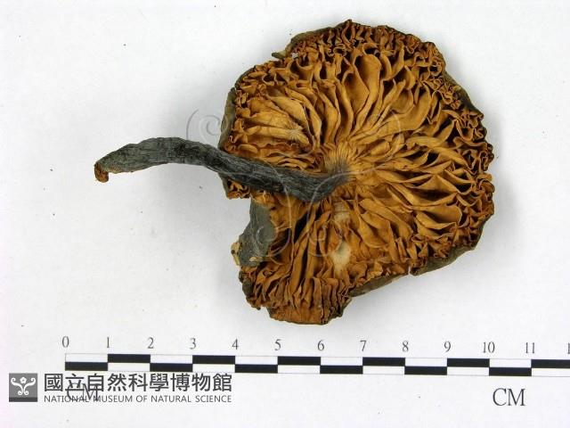 登錄號:F0003486藏品圖，第3張