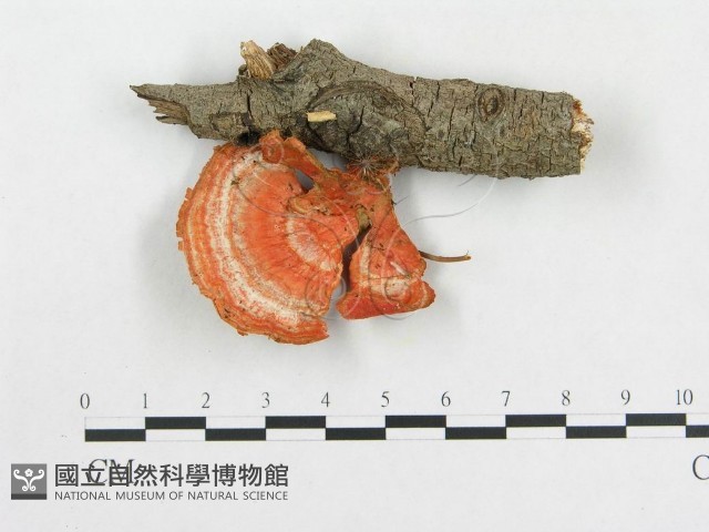 血紅密孔菌藏品圖，第3張