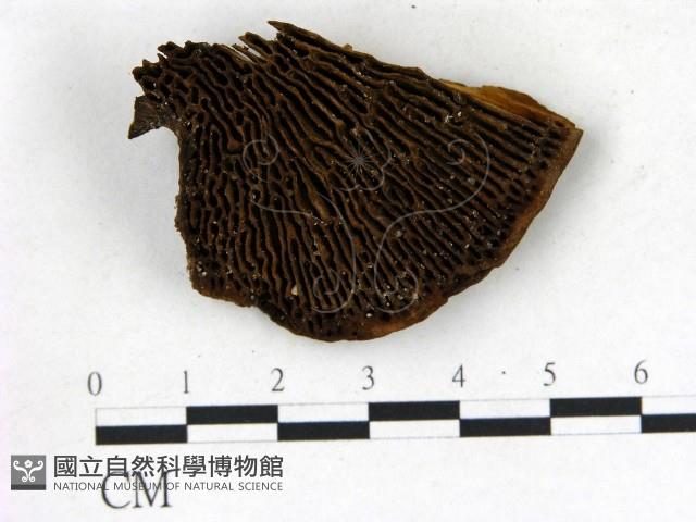 登錄號:F0018786藏品圖，第3張