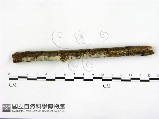 登錄號:F0021786藏品圖，第3張
